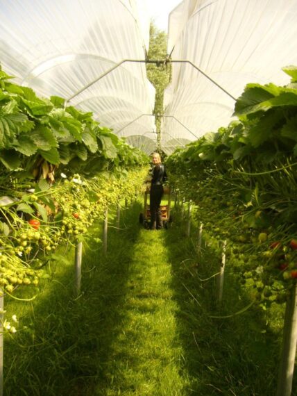Foto aardbeien Hebbrecht|Foto Pieter-Wijmshoeve product